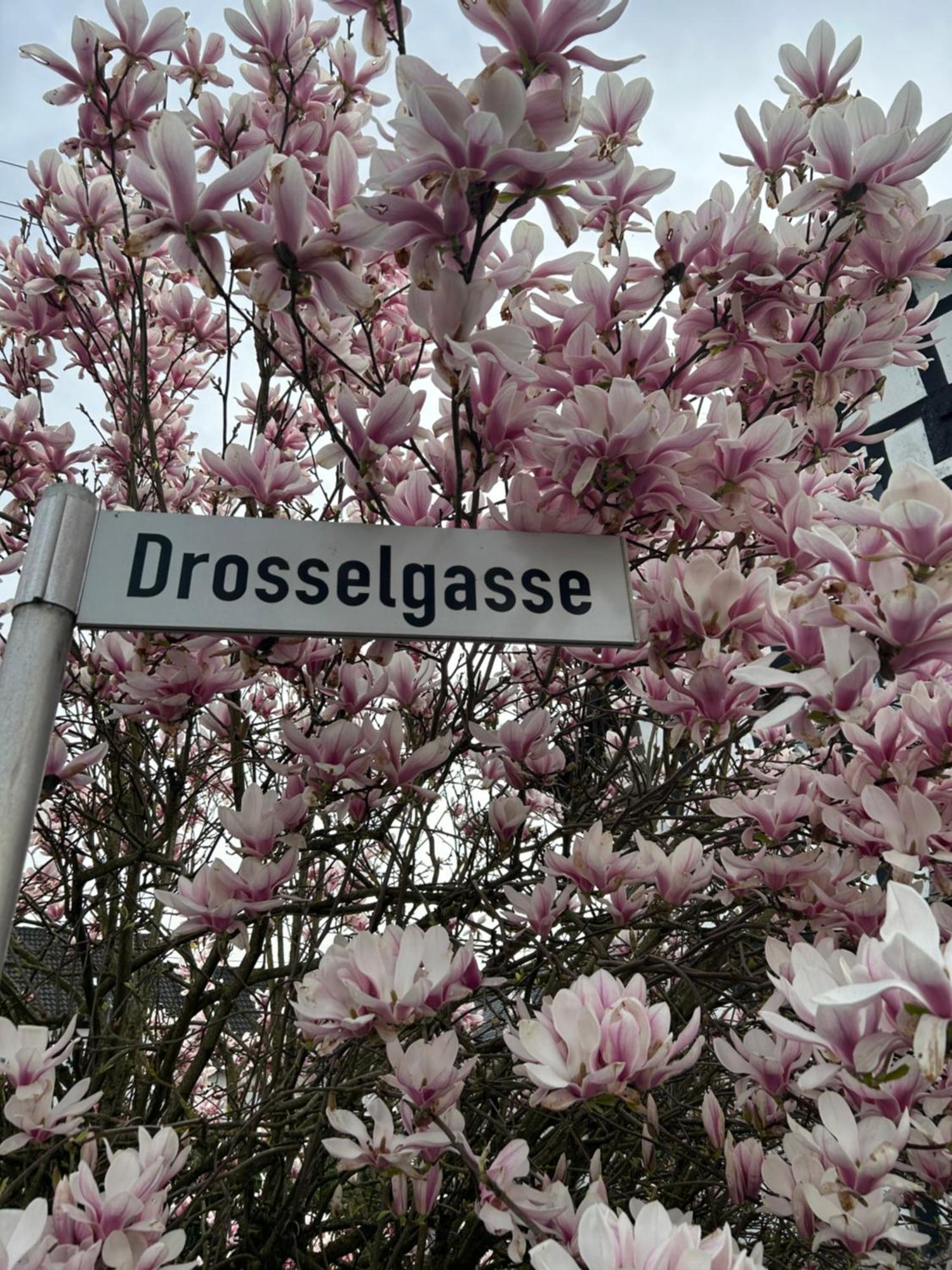 Das Pautzen Haus Daun Eksteriør billede